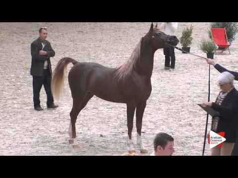 N.83 AL BAHHAR JFD - DEAUVILLE 2015 - 3 year old colts (Class 8)