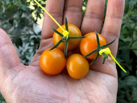 Soil Vs Hydroponic 03 - Can You Taste The Difference - Sung Sugar Tomato