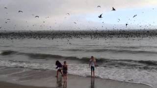 preview picture of video 'Amazing feeding frenzy and SHARK attack on Aptos beach.'