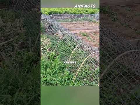 Как сделать содержание кур проще #агротехнологии #китай