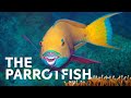 From Sea Snakes To Parrotfish Life On Indonesia S Equatorial Reefs All Out Wildlife