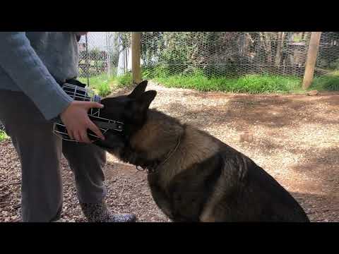 Session 2 muzzle conditioning