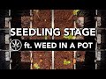 The Seedling Stage