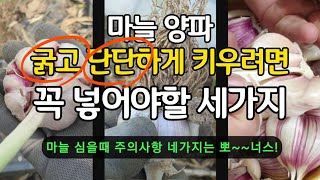 마늘 양파 심을때 이걸 넣으면 맛과 향 저장성과 월동까지 고민이 한방에 해결됩니다. 마늘 심을때 주의 사항 …