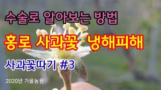 사과꽃따기 #3  수술로구분하는법 홍로사과냉해