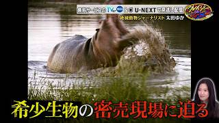 絶滅動物ジャーナリスト 太田ゆか! 希少生物の密売現場に迫る!『クレイジージャーニー』8/24(月)【TBS】