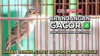 Download lagu Pancingan dan Masteran Branjangan Gacor Isian Mewah‼️ Episode 15 mp3