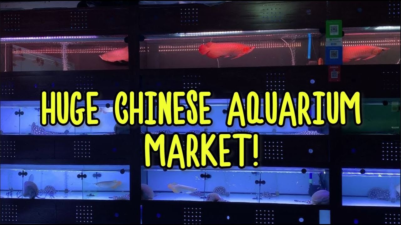 Discover the bustling pet street with fish tanks, plants and accessories.