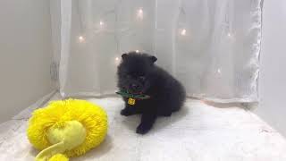 ポメラニアンの動画01