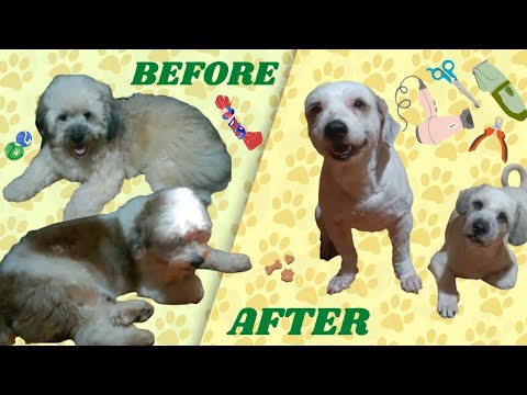 GROOM DAY OF ALPHA & AKHI!!