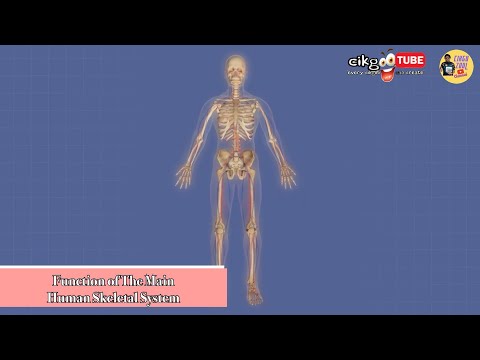 [DLP] Science Year 5 - Function of The Main Human Skeletal System