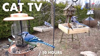Backyard Bliss for Birds and Squirrels - 10 Hour Cat TV for Cats to Watch 😺 - Apr 22, 2024