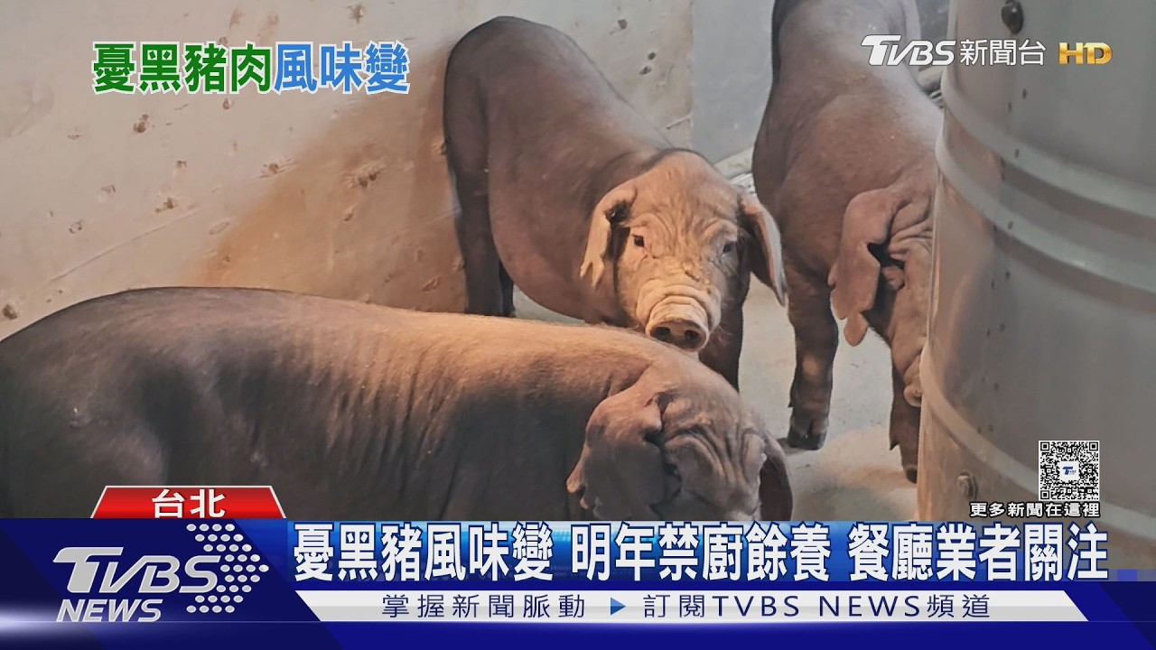 禁廚餘養豬明年上路！外界憂本土黑豬風味恐改變　業者盼「品質更穩定」