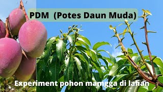 Hanya Potes Daun Muda pohon ini berbunga PDM Pada mangga di lahan Mp4 3GP & Mp3