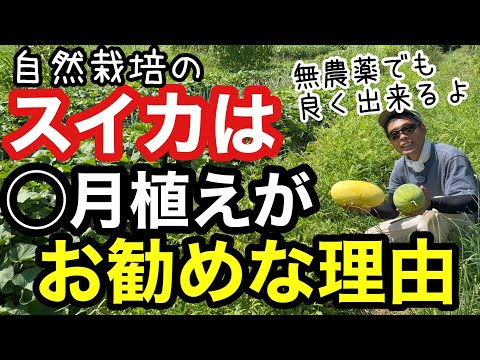 家庭菜園 じゃがいも」のYahoo!リアルタイム検索 - X（旧Twitter）を