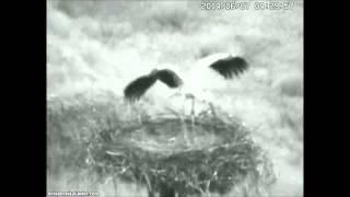preview picture of video 'Oriental Storks, Toyooka, 7 06 2014, 4 29  The youngest storklet'