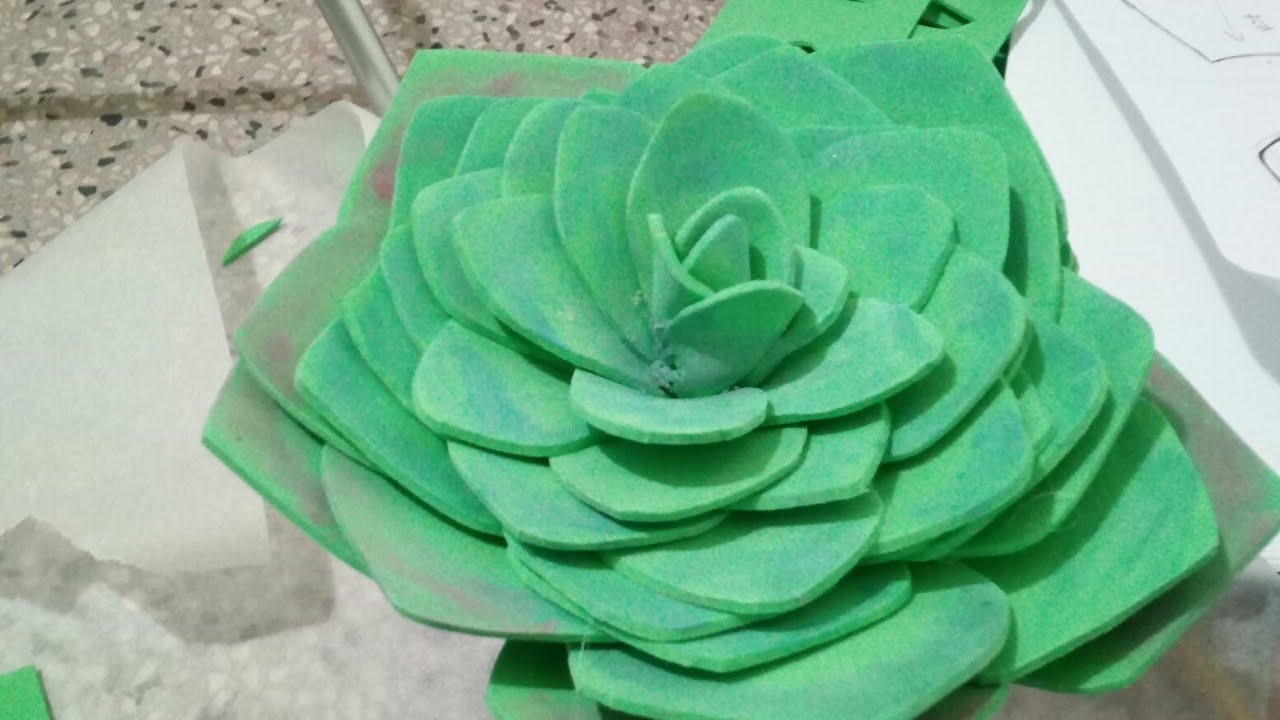 glauca( pianta grassa a forma di rosa) in crepla