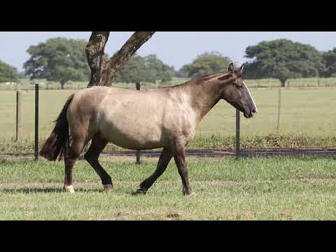 Lote 12 Elba 943 Maufer