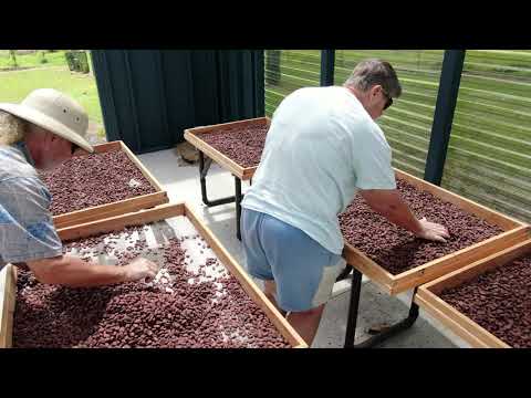 Drying Cacao Beans in Hawaii