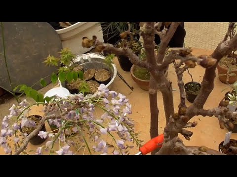 園芸 常緑藤、夏藤