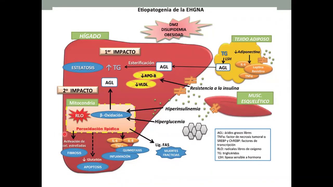 higado graso no alcoholico