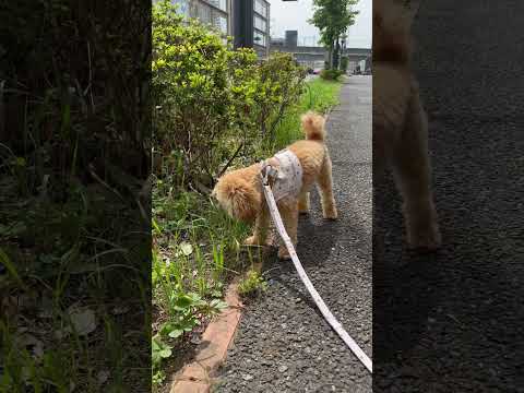 経営学科 草をうまく噛めないトイプードル10ヶ月 #toypoodle #puppy #poodle #トイプードル