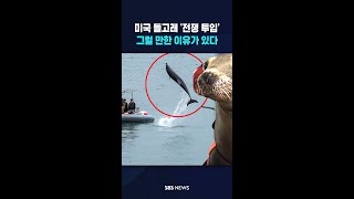 미국 돌고래 '전쟁 투입'..그럴 만한 이유가 있다 #shorts