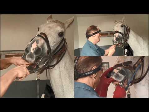 Behind The Gates Series - The Dentist