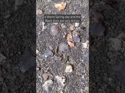 Ants: Chaotic Pathways