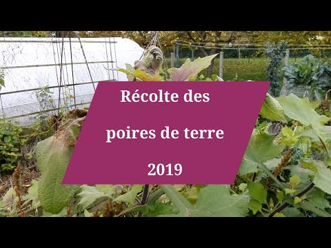 , title : 'Récolte des poires de terre (permaculture)'