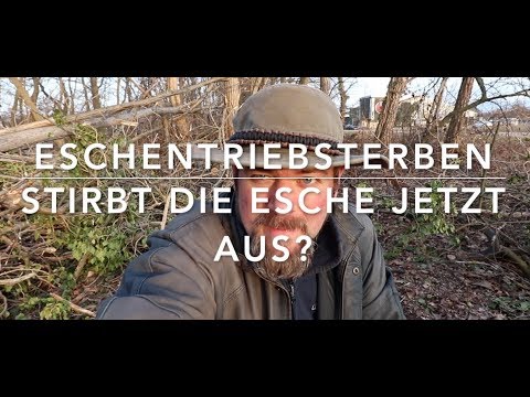 The death of the ash trees