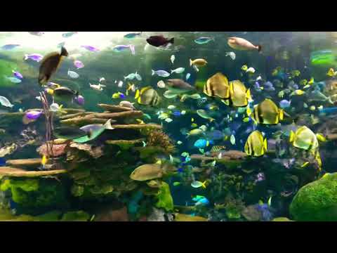 2019.10.20. 多伦多水族馆 16