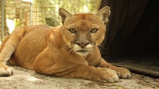 preview picture of video 'Mickey Cougar Has 2nd Knee Surgery'