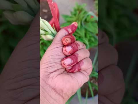 ARIFA ki RECIPE# short #