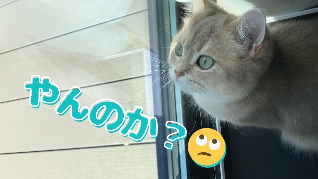 敵はまさかのアレ...！？初めてのクラッキングが下手すぎる子猫
