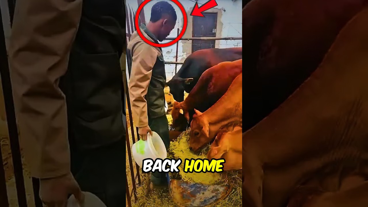 YouTube Thumbnail Downloader FULL HQ IMAGE