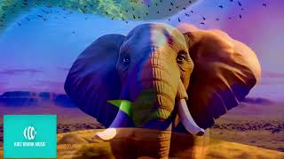 Animal Kingdom Crew (Official Music Video)