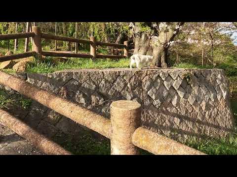 Stray male cat in heat meowing to attract female cats on the stone wall.