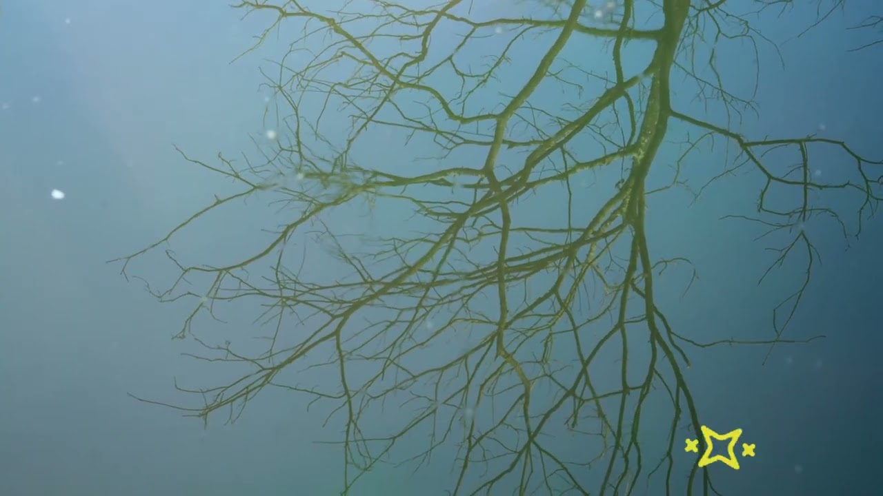 Exploring O Meditation: Techniques and Benefits, o meditation