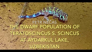 Teratoscincus scincus scincus, a dwarf population on the S shote of Lake Aydarkul, Uzbekistan