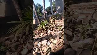 Download lagu Ada naga coli mp3