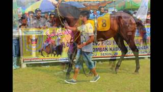 preview picture of video 'Pacuan Kuda Batusangkar Sumatera Barat Indonesia 2014 - slide foto'