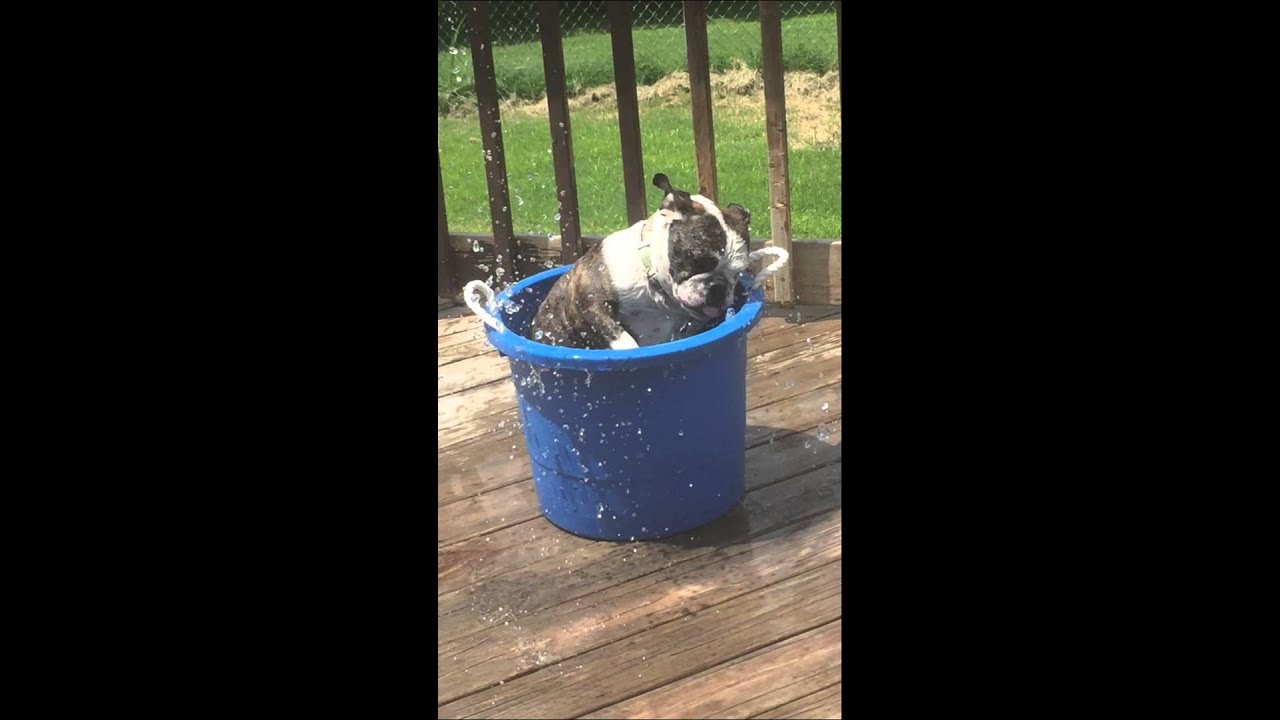 Bulldog in bucket