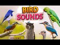 Bird Sounds and Names | Birds Chirping | Birds Sounds Compilation | Learn Bird Names