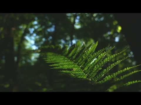 Svarog Light - Там де вирує життя