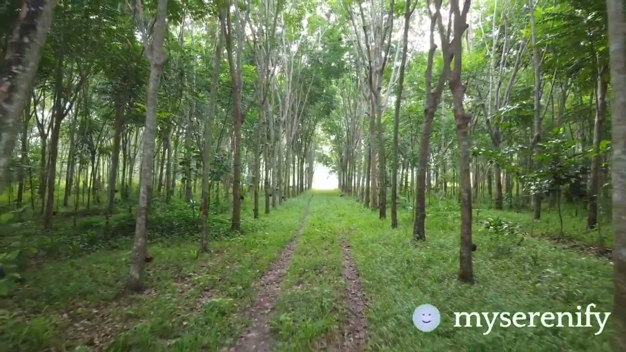 Exploring iOS: Features, Tips, and What's New, ios