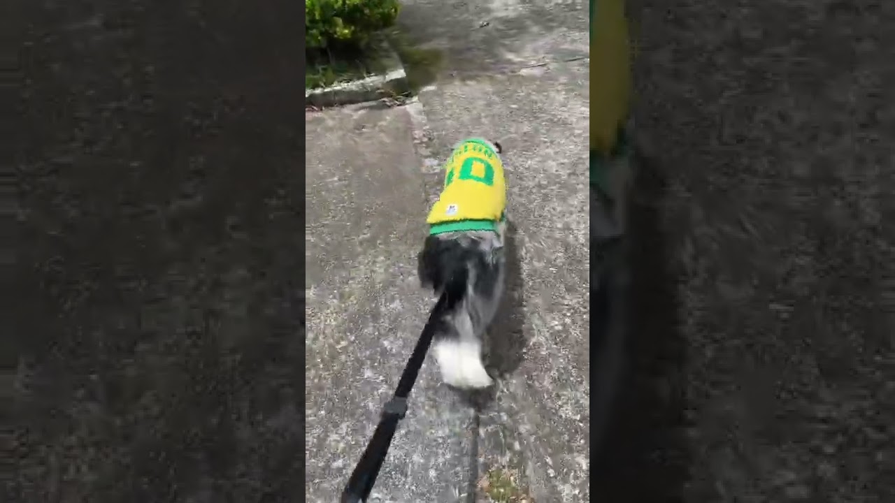 Watch Now A camisa do Brasil mais bonita para o seu cachorro! A camisa do Brasil mais bonita para o seu cachorro!