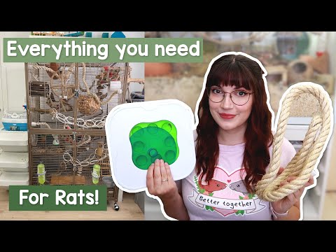 EVERYTHING you need for pet Rats