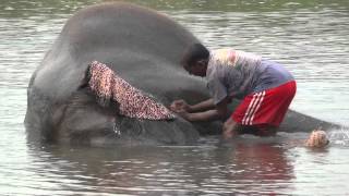 preview picture of video 'Nepali Man Bathing Elephant in Rapti River in Sauraha, Nepal'