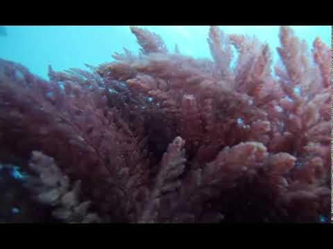 Asparagopsis armata